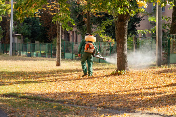 Best Local Pest Control Services  in Langley Park, MD