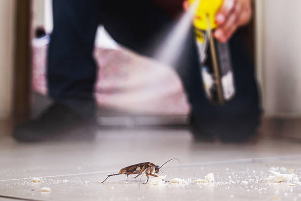 Best Bed Bug Extermination  in Langley Park, MD